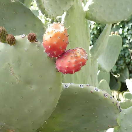 German 3* וילפלור