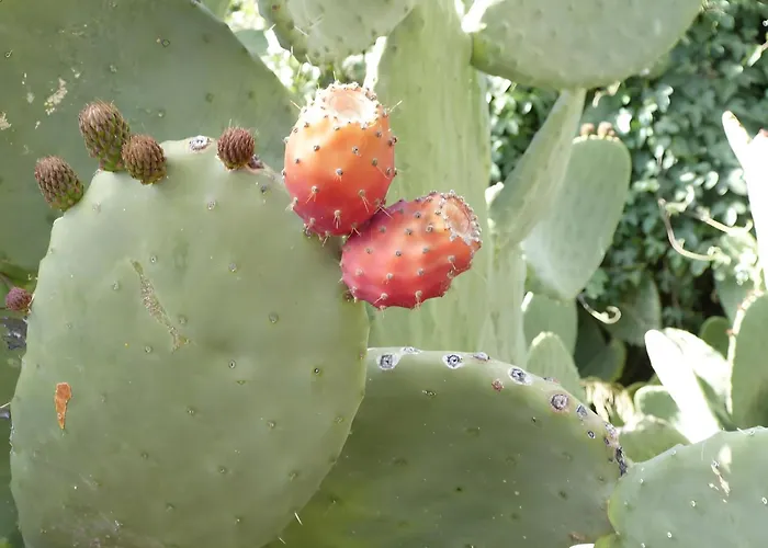 Germán 3* Vilaflor de Chasna